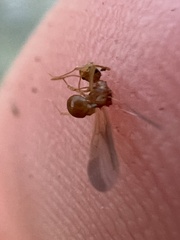 Cyphomyrmex wheeleri