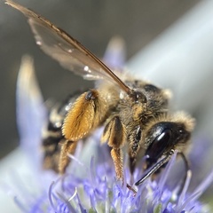 Andrena