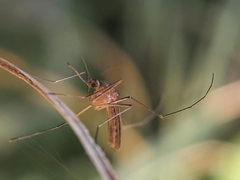 Culicinae