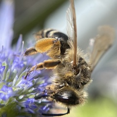 Andrena