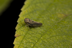 Cicadellidae