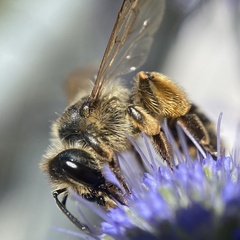 Andrena