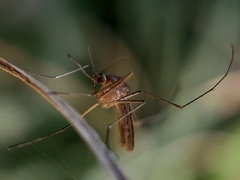 Culicinae