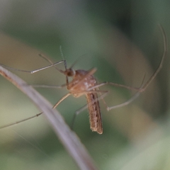Culicinae