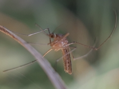 Culicinae