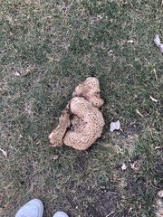 Cerioporus squamosus