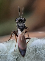 Apocrita
