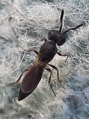 Apocrita