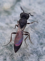 Apocrita