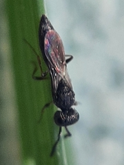 Apocrita