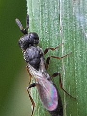 Apocrita
