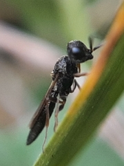 Apocrita