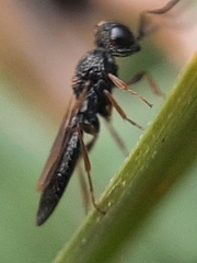 Apocrita