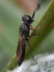 Apocrita