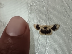 Idaea macrospila