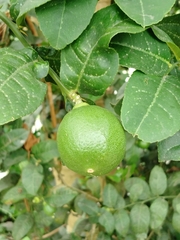 Citrus medica