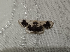 Idaea macrospila