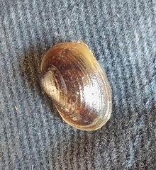 Cyzicus