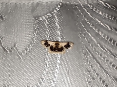 Idaea macrospila