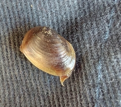Cyzicus