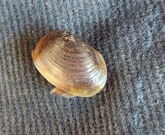 Cyzicus