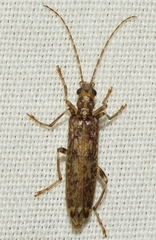 Oedemera marmorata