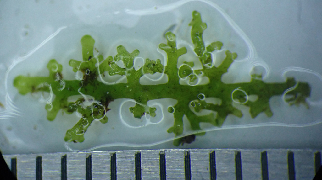 Mini Pellia (Mousse corail) (Riccardia chamedryfolia)