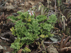 Pelargonium mollicomum