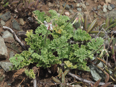 Pelargonium mollicomum