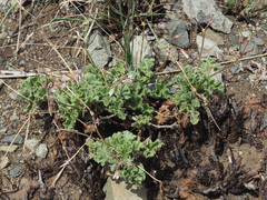 Pelargonium mollicomum