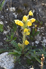 Pedicularis bicornuta