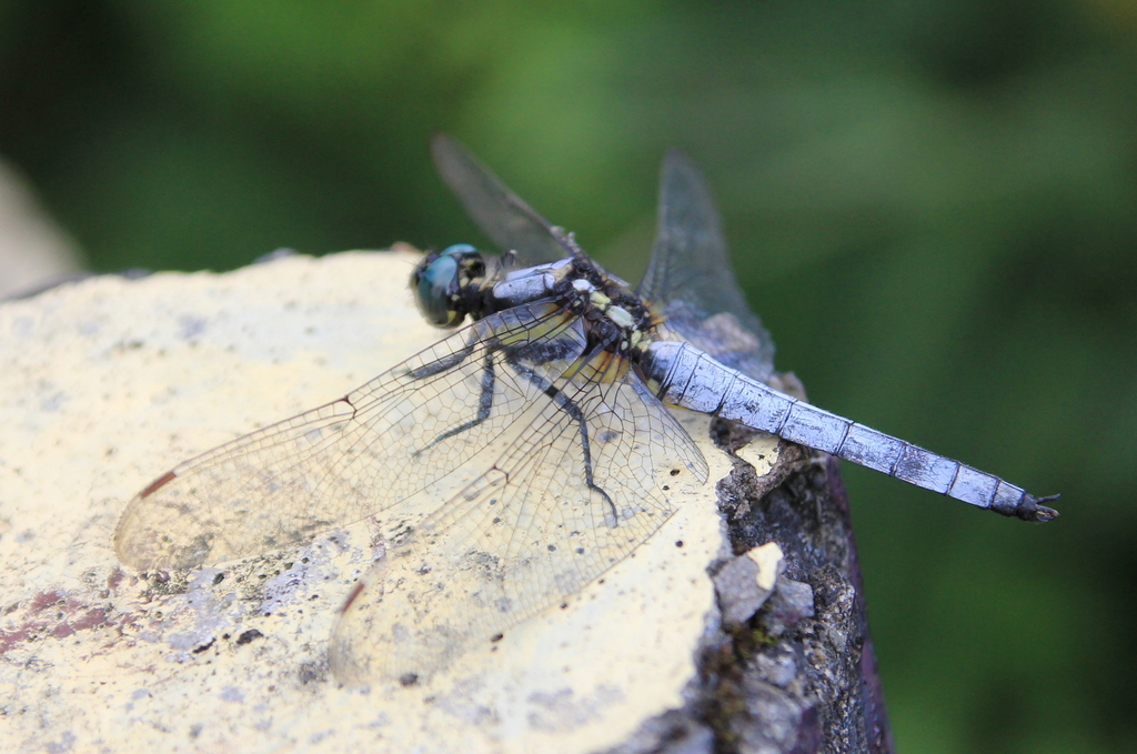 Orthetrum japonicum