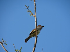 Myiarchus yucatanensis