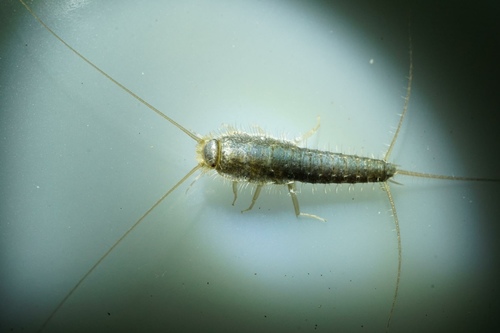 Long-tailed Silverfish photo 3