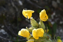 Pedicularis bicornuta
