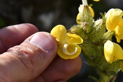 Pedicularis bicornuta