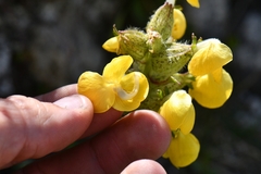 Pedicularis bicornuta