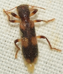 Opilo domesticus