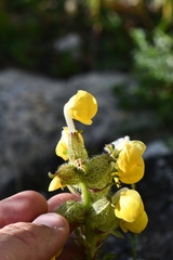 Pedicularis bicornuta