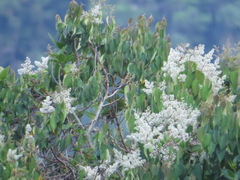 Miconia minutiflora