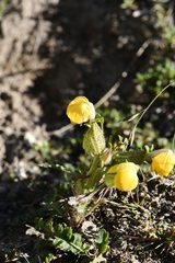 Pedicularis bicornuta