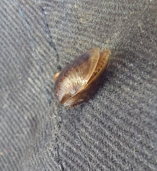 Cyzicus