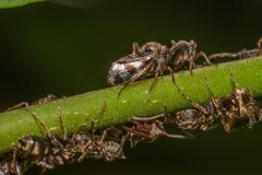 Lophyraspis