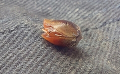 Cyzicus
