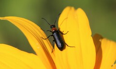 Nemognatha nemorensis