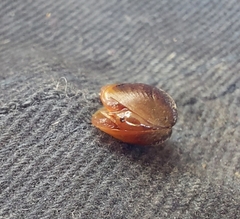 Cyzicus