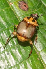 Canthon triangularis