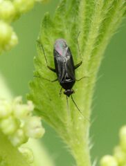 Plagiognathus amurensis