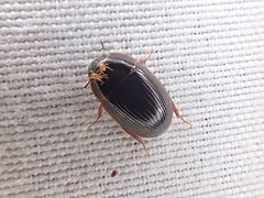 Cymbiodyta bifidus