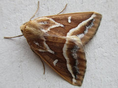 Caripeta angustiorata